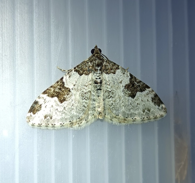 Xanthorhoe fluctuata - közönséges tarkaaraszoló