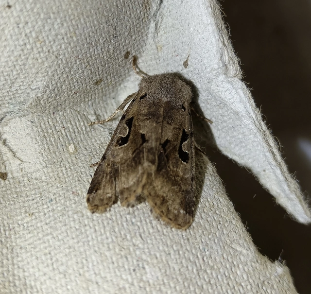 Orthosia gothica - feketefoltos barkabagoly