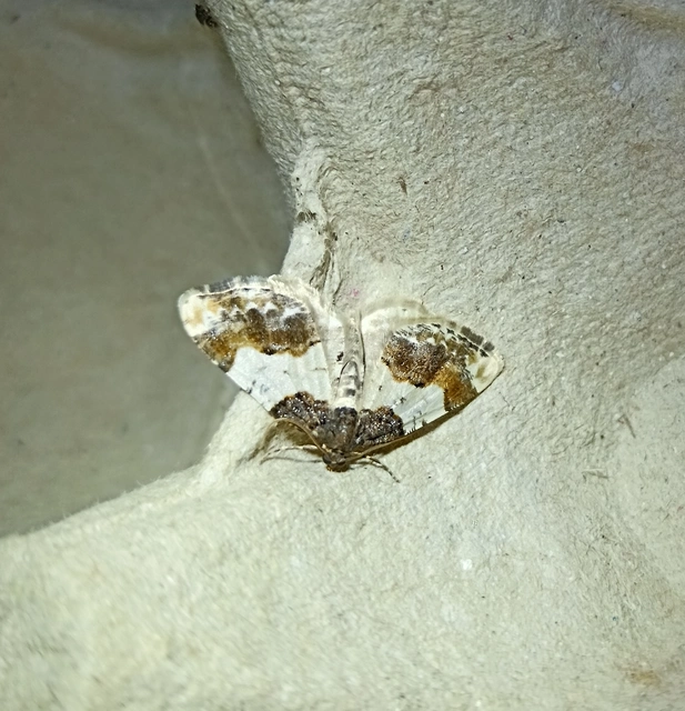 Ligdia adustata - barna levélaraszoló