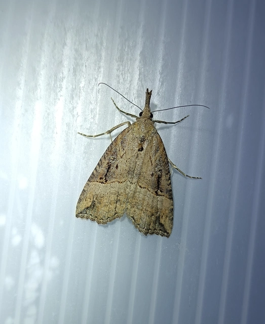 Hypena rostralis - közönséges karcsúbagoly