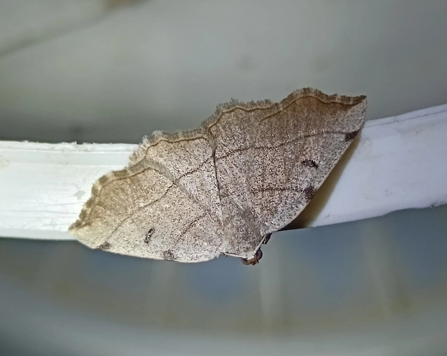 Eilicrinia trinotata - háromjegyű araszoló