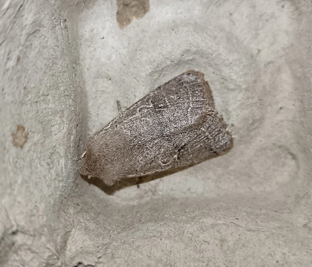 Orthosia cerasi - közepes barkabagoly