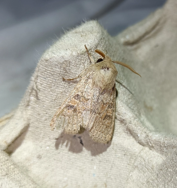 Orthosia miniosa - sárgás barkabagoly