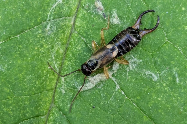 Forficula auricularia - közönséges fülbemászó