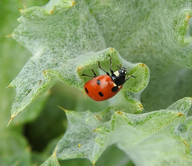 Coccinella septempunctata - hétpettyes katica