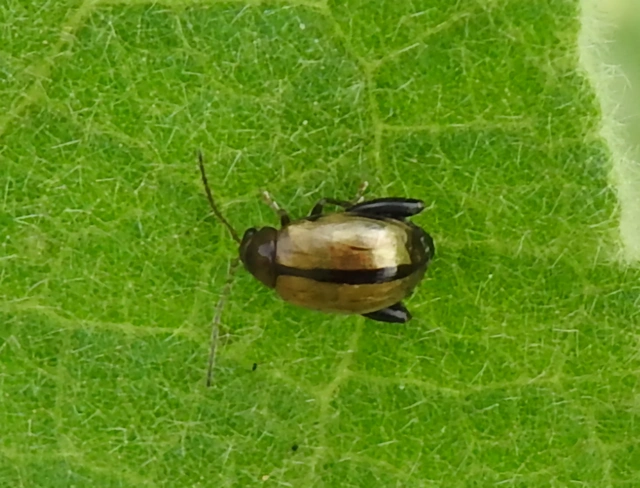 Longitarsus