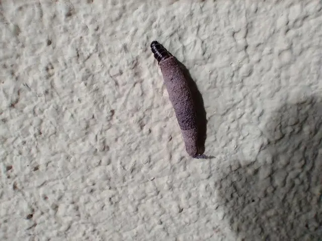 Trichoptera - Tegzesek