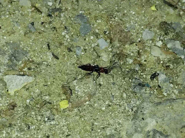 Paederus littoralis - réti partiholyva