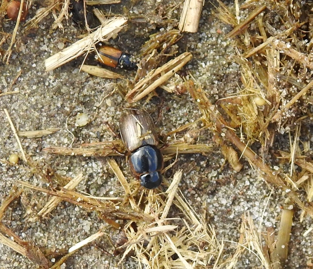Aphodius prodromus - sárgalábú trágyabogár