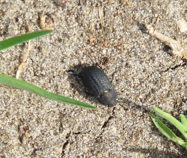 Opatrum sabulosum - sároshátú gyászbogár Opatrum sabulosum - sároshátú gyászbogár