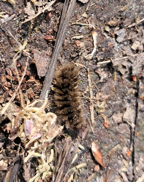 Amata phegea - fehérpettyes álcsüngőlepke
