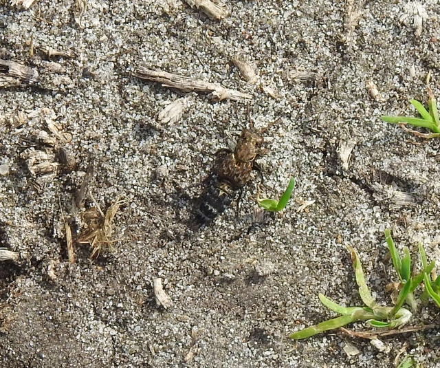 Ontholestes murinus - márványos holyva