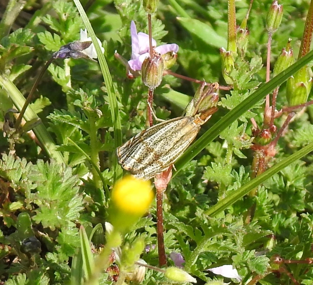 Thisanotia chrysonuchella - tavaszi fűgyökérmoly