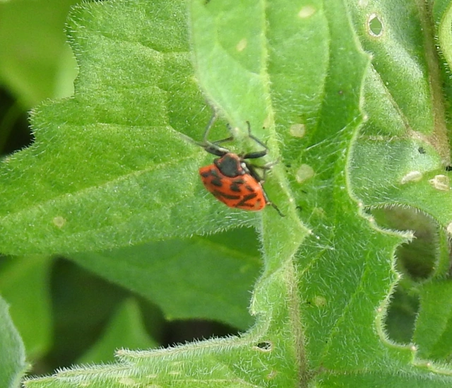 Eurydema ornata - díszespoloska Eurydema ornata - díszespoloska