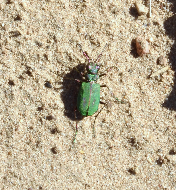 Cicindela campestris - mezei homokfutrinka