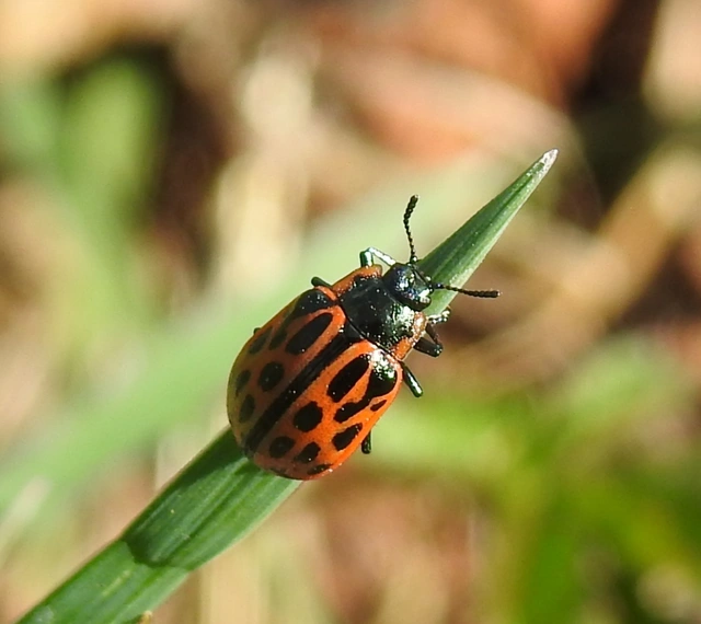 Chrysomela vigintipunctata - húszfoltos fűzlevelész