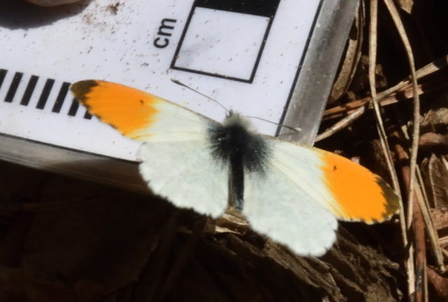 Anthocharis cardamines - hajnalpírlepke