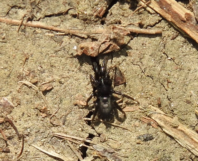 Zelotes/Civizelotes