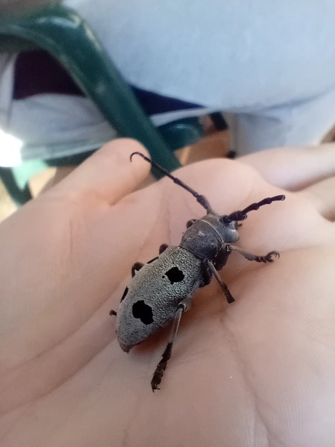 Morimus asper funereus - gyászcincér