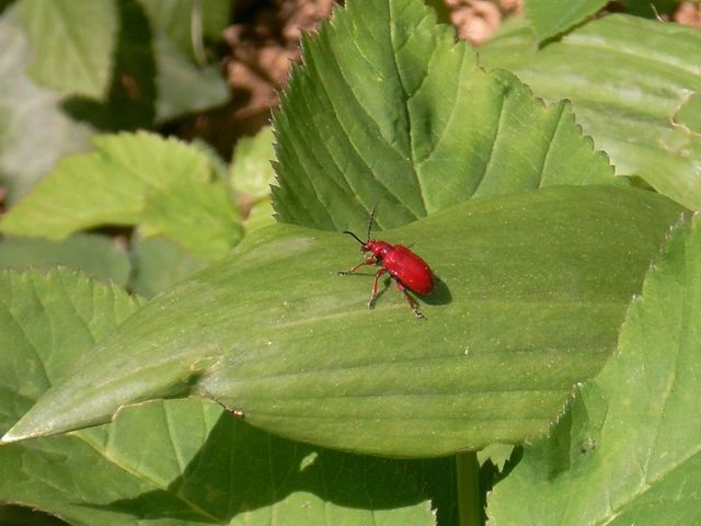 Lilioceris merdigera - hagymabogár Lilioceris merdigera - hagymabogár