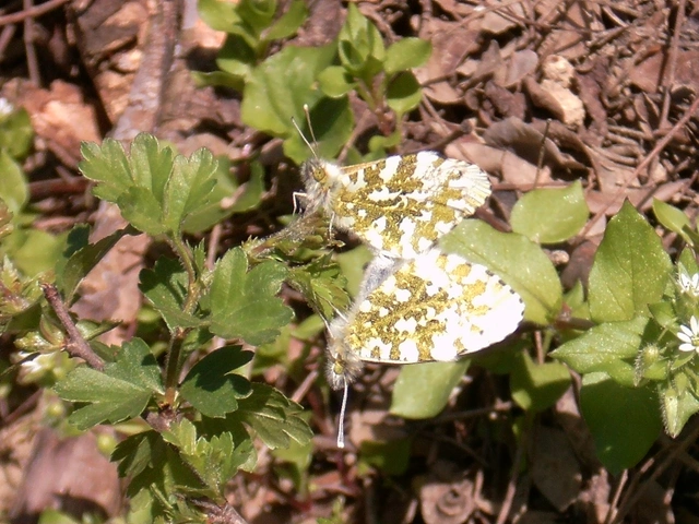 Anthocharis cardamines - hajnalpírlepke