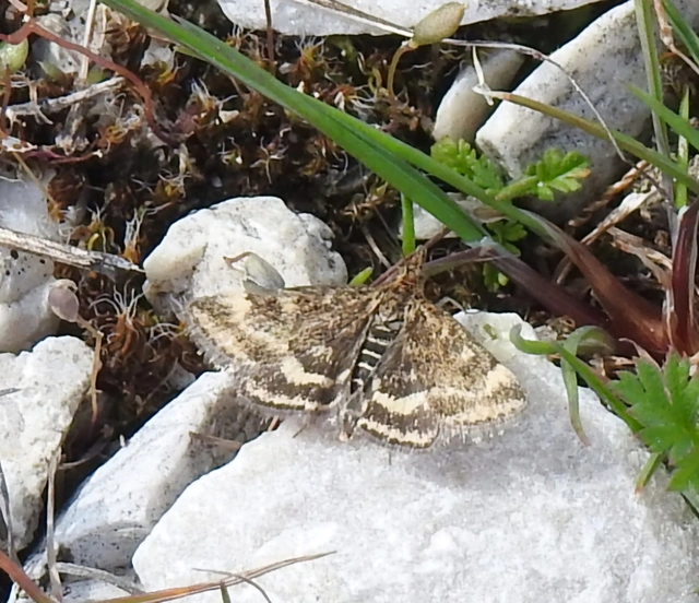 Pyrausta despicata - réti bíbormoly