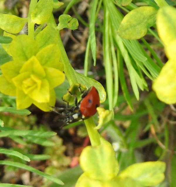 Coccinella septempunctata - hétpettyes katica