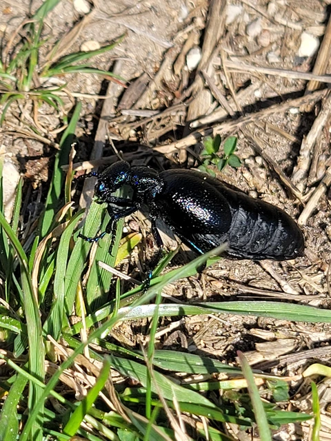 Meloe proscarabaeus - közönséges nünüke