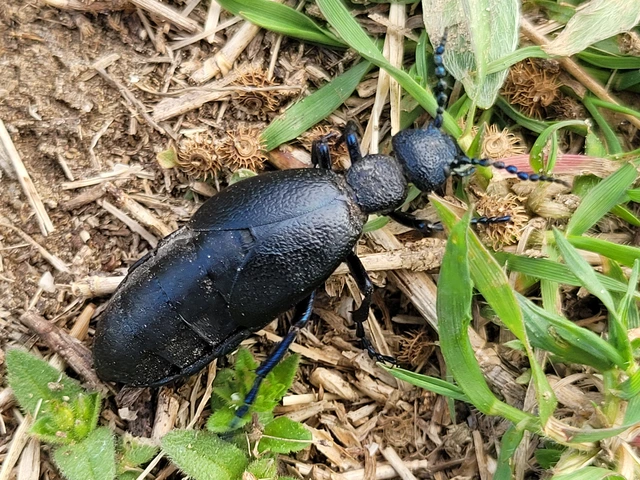 Meloe proscarabaeus - közönséges nünüke