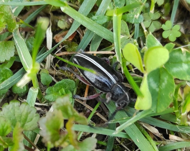 Dorcadion pedestre - kétsávos gyalogcincér Dorcadion pedestre - kétsávos gyalogcincér