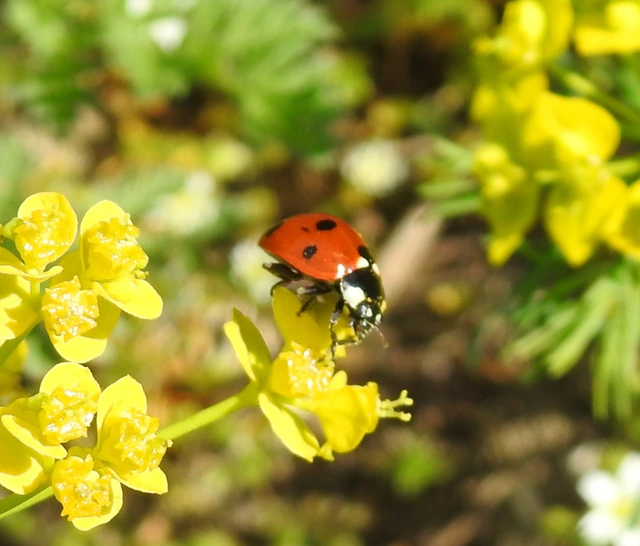 Coccinella septempunctata - hétpettyes katica