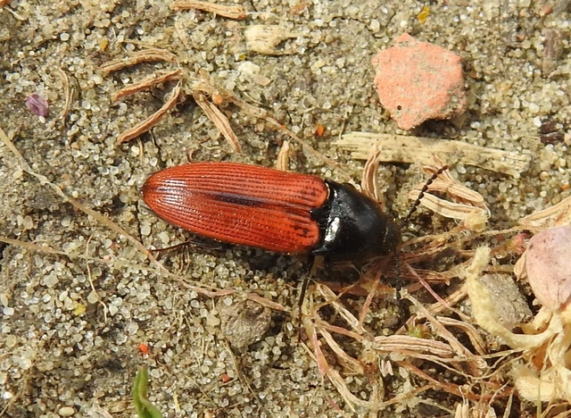 Ampedus