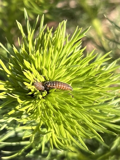 Entomoscelis dorsalis - hérics-honvédbogár