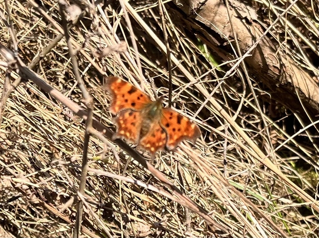 Nymphalis c-album - C-betűs lepke