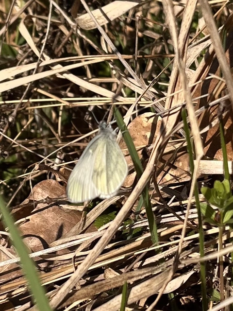 Leptidea sinapis - mustárlepke