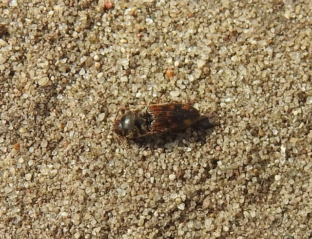 Drasterius bimaculatus - változékony pattanó