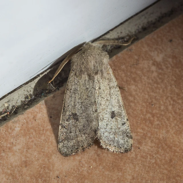 Orthosia cruda - kis barkabagoly