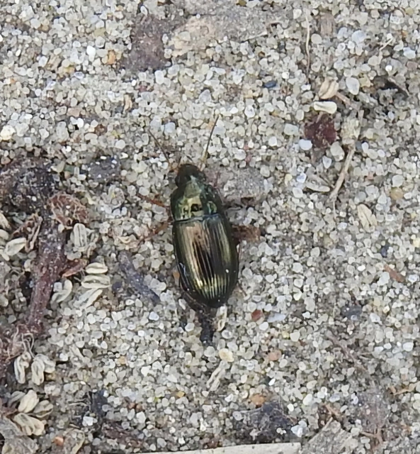 Amara anthobia - réti közfutó Amara anthobia - réti közfutó