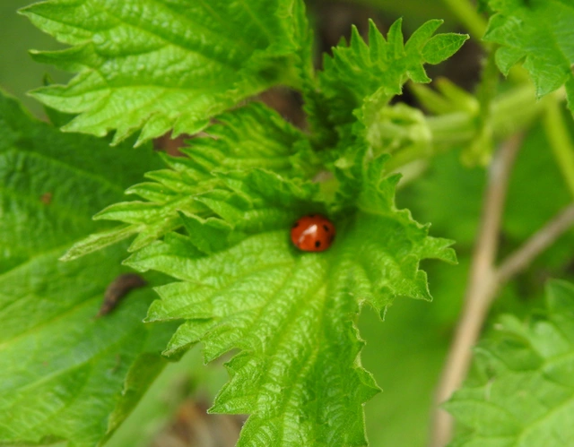 Coccinella septempunctata - hétpettyes katica