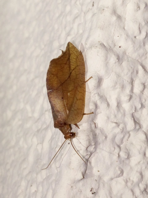 Drepanepteryx phalaenoides