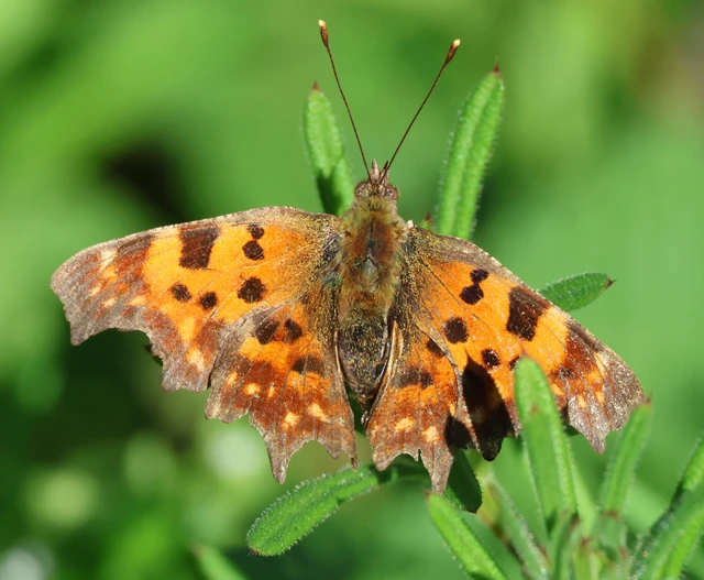 Nymphalis c-album - C-betűs lepke