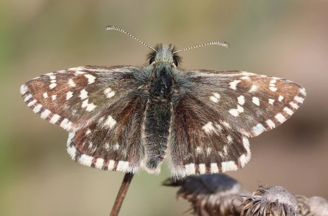Pyrgus malvae - kis busalepke