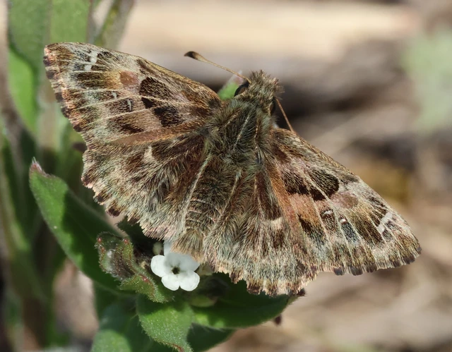 Carcharodus alceae - mályva-busalepke