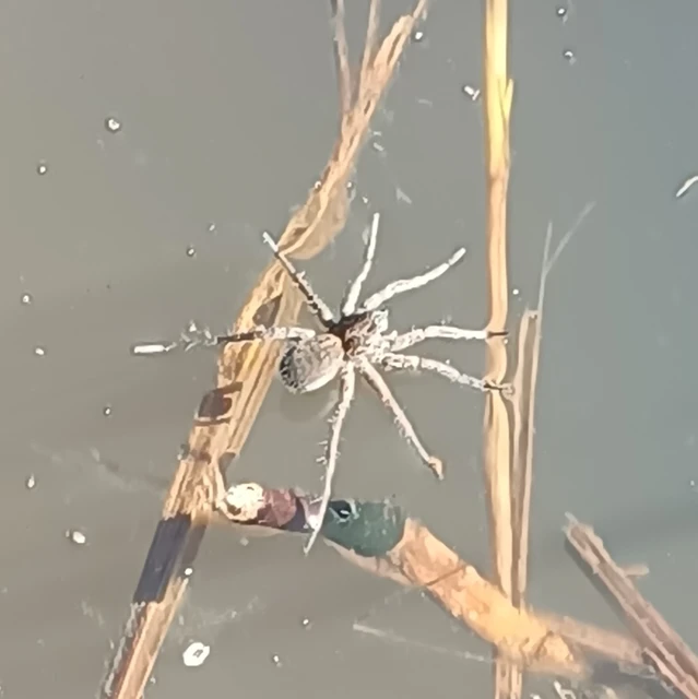 Pardosa