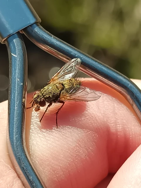Phryno vetula