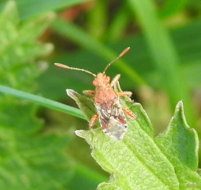 Rhopalidae - üvegpoloskák