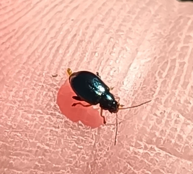 Aphthona