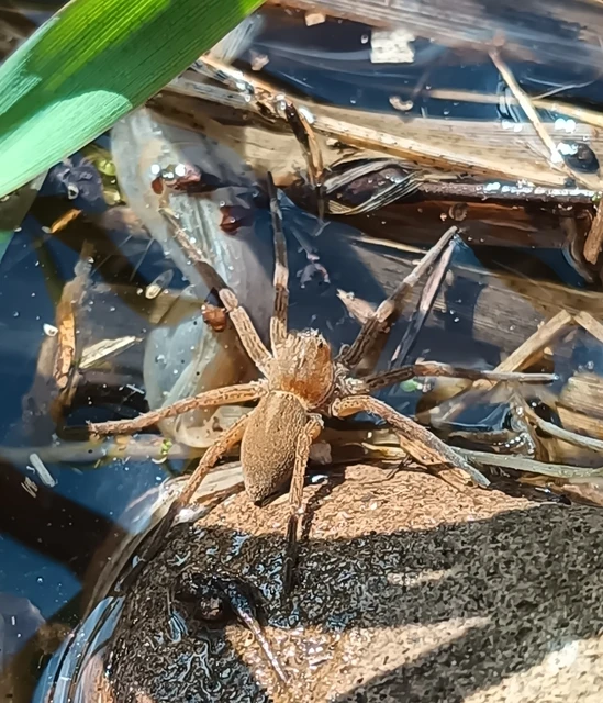 Dolomedes plantarius/fimbriatus