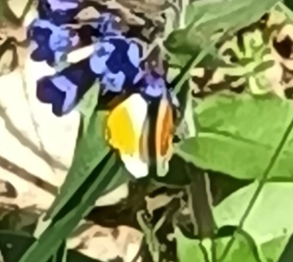 Anthocharis cardamines - hajnalpírlepke