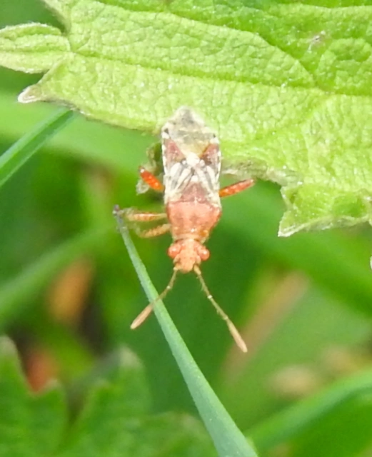 Rhopalidae - üvegpoloskák